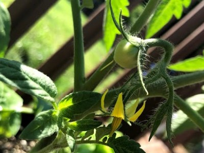Myths About Cross&nbsp;Pollination